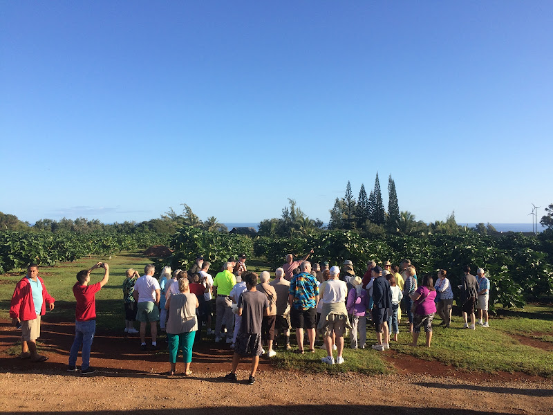 Hawaiian Organic Noni photo 2