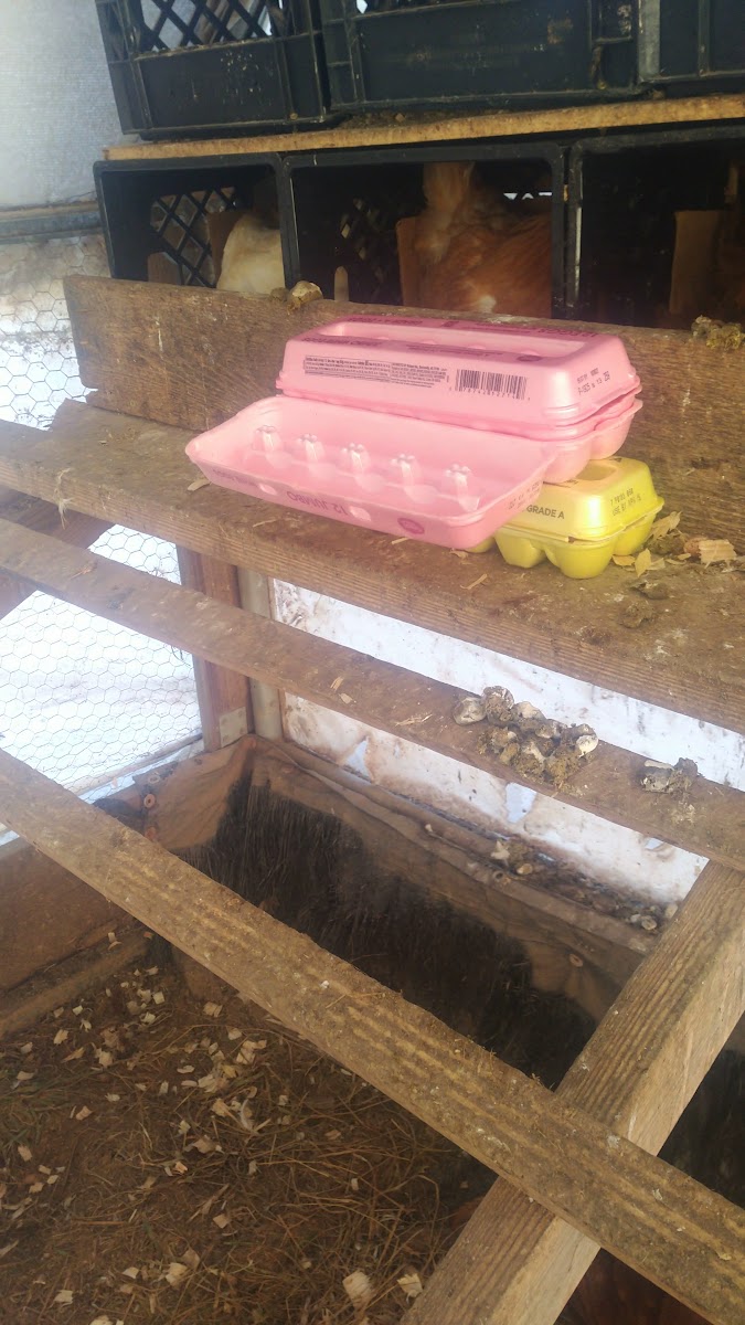 River Oak Farm photo 19