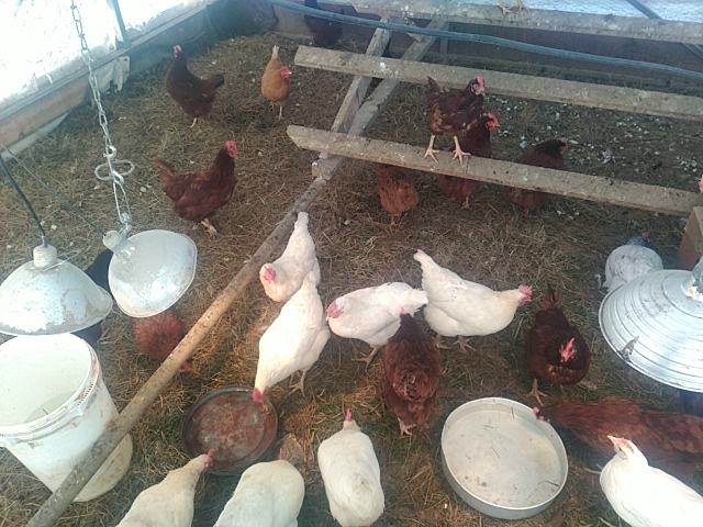 River Oak Farm photo 20