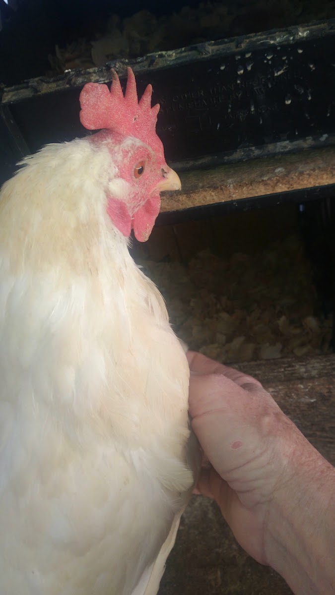 River Oak Farm photo 21