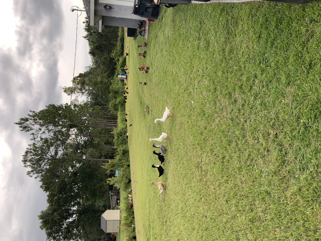 Falling Sparrow Farm LLC