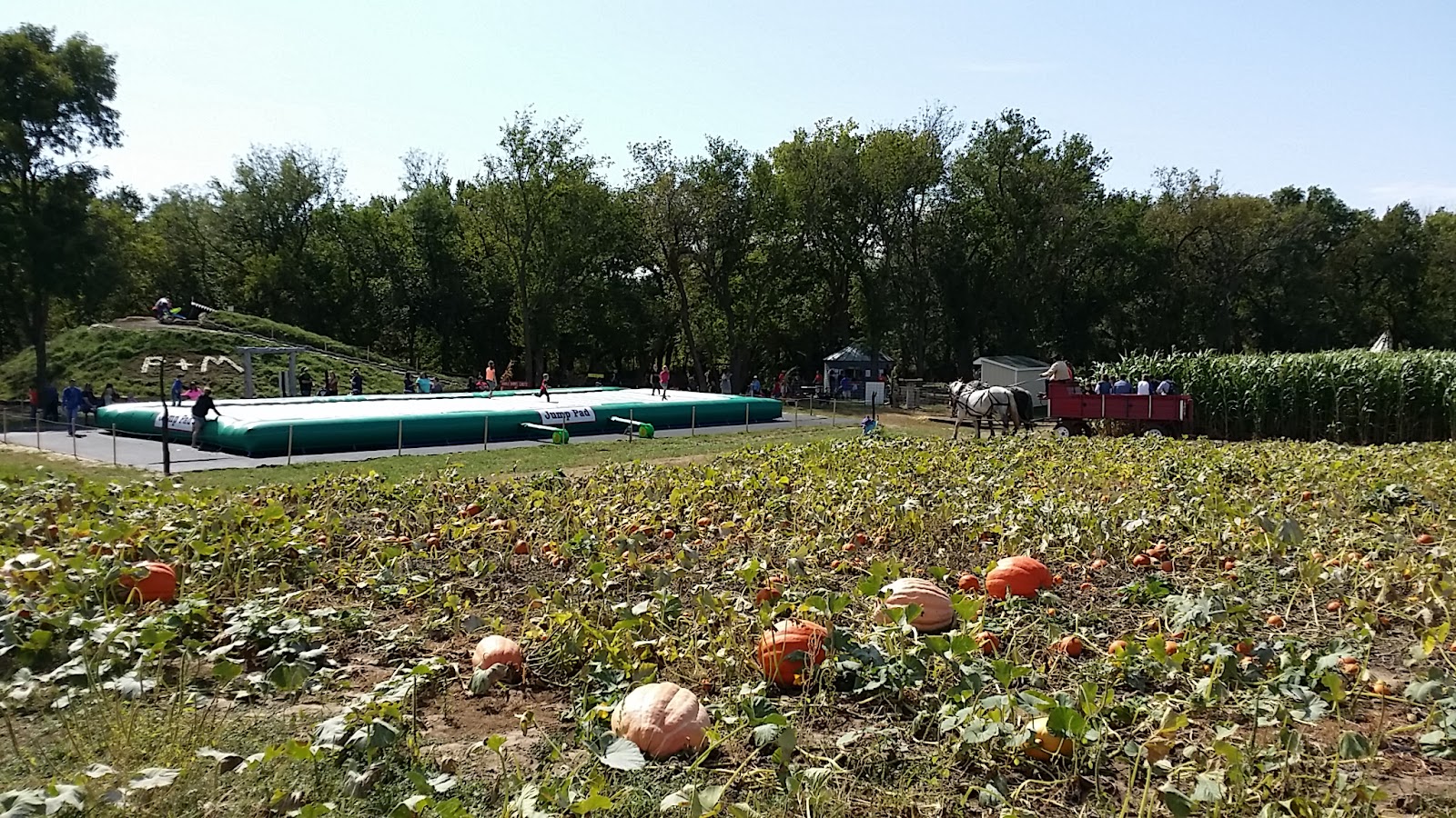 P and M Pumpkin Ranch, LLC photo 5