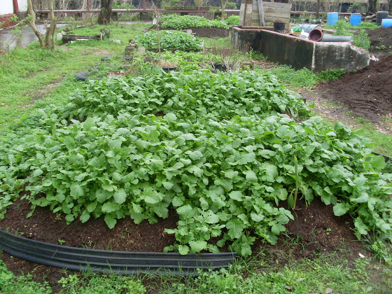 Plant It Forward Farms @ Blossom Heights