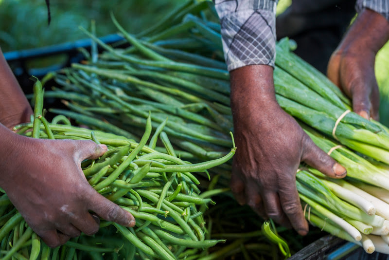 Plant It Forward Farms @ Blossom Heights photo 4