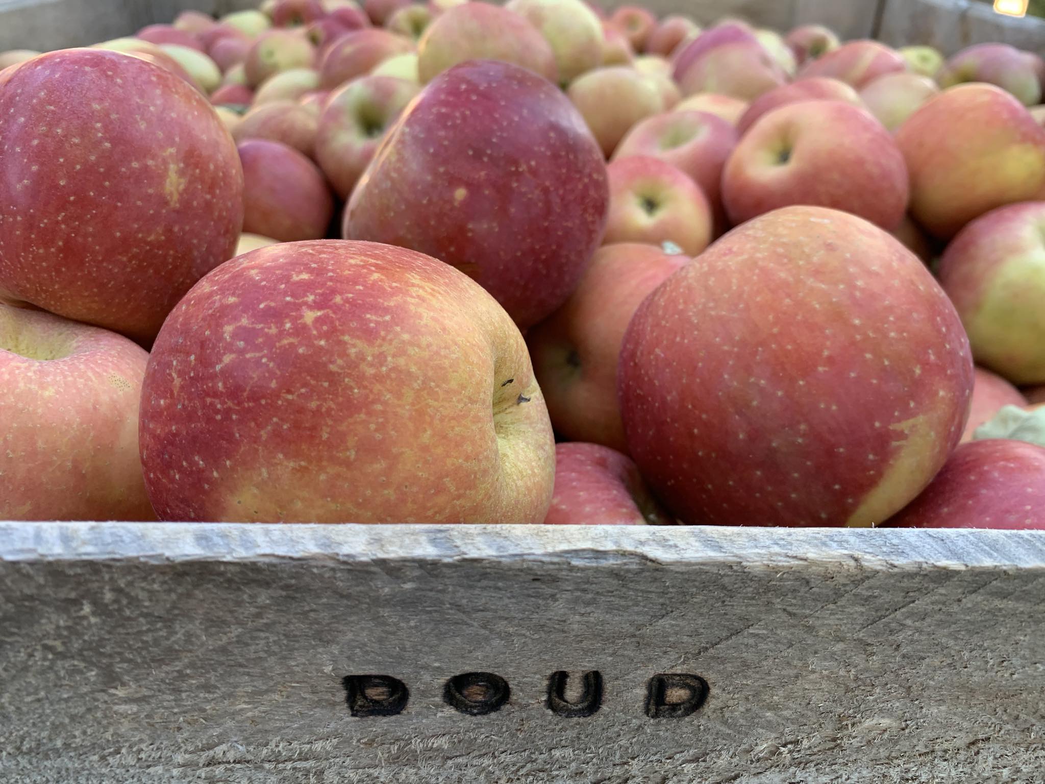 David Doud's Countyline Orchard