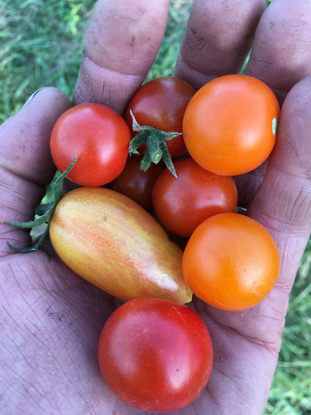 Tempel Farms Organics photo 2