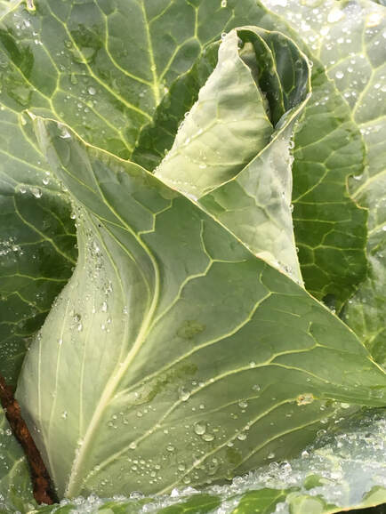 Tempel Farms Organics photo 6