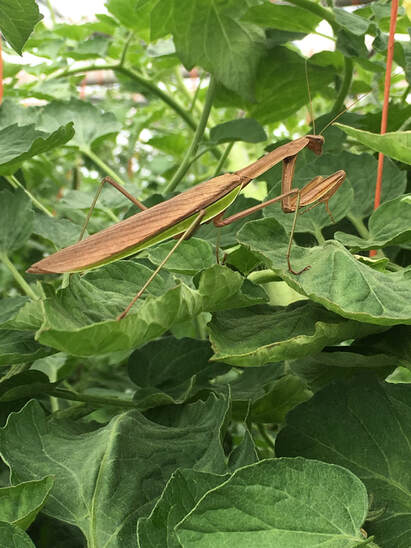 Tempel Farms Organics photo 3