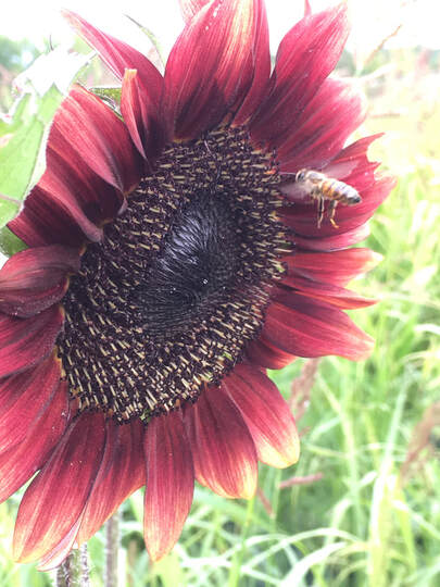 Tempel Farms Organics photo 4