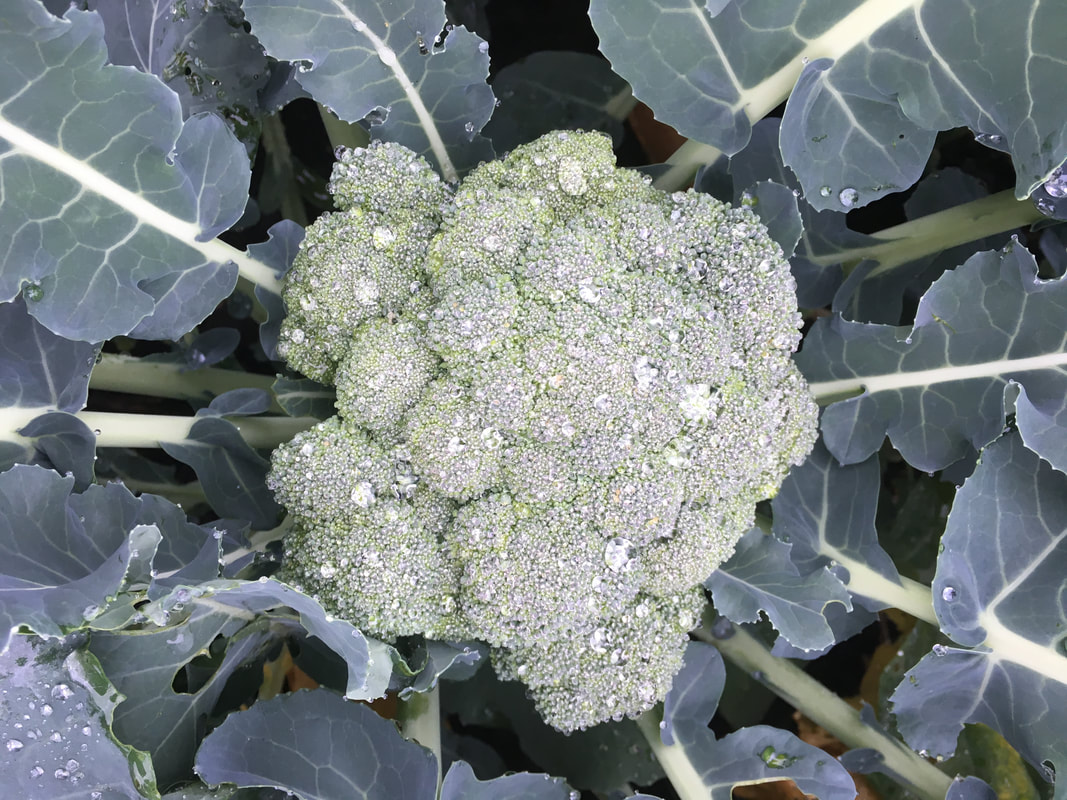 Tempel Farms Organics photo 9