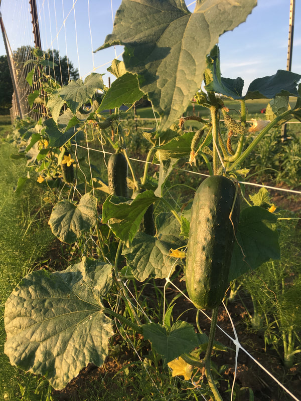 Tempel Farms Organics photo 7