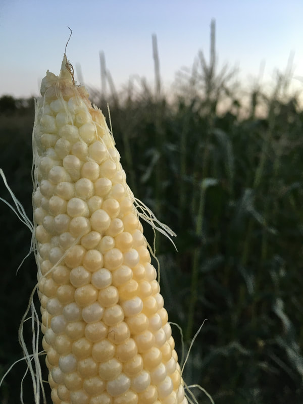 Tempel Farms Organics photo 5