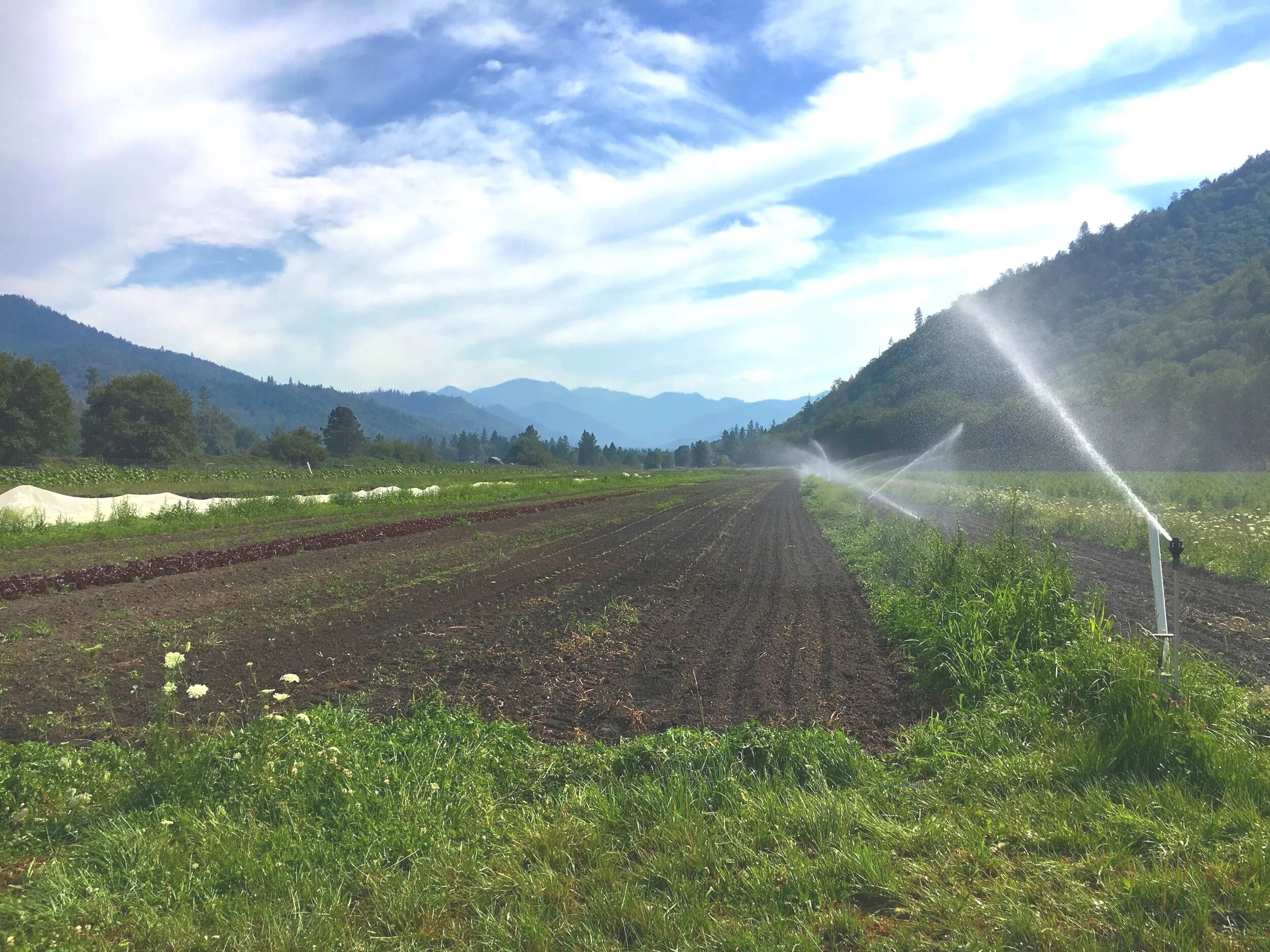 Wandering Roots Farm