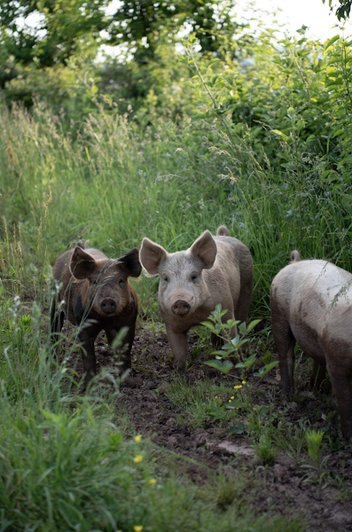 Little Captain Creek Farm – Urbana, Maryland Pick Up Location