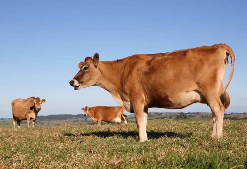 Milk Creek Dairy photo 4