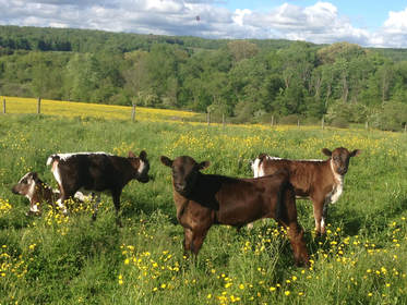 86 Acres photo 5