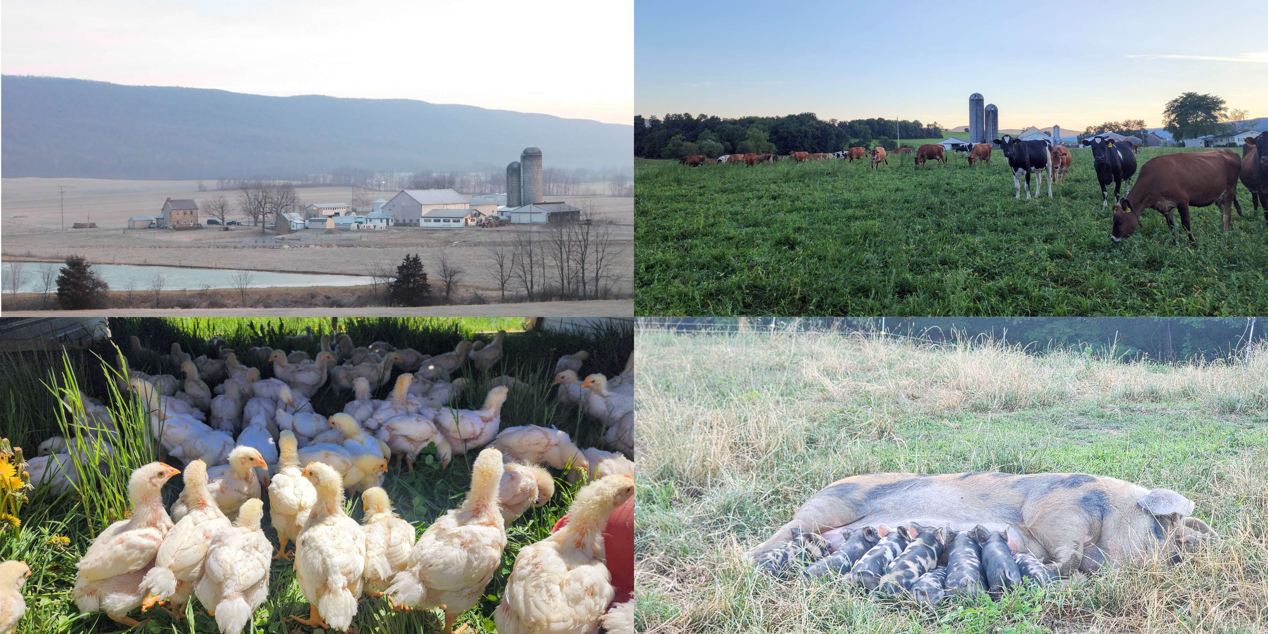 Conoco View Dairy