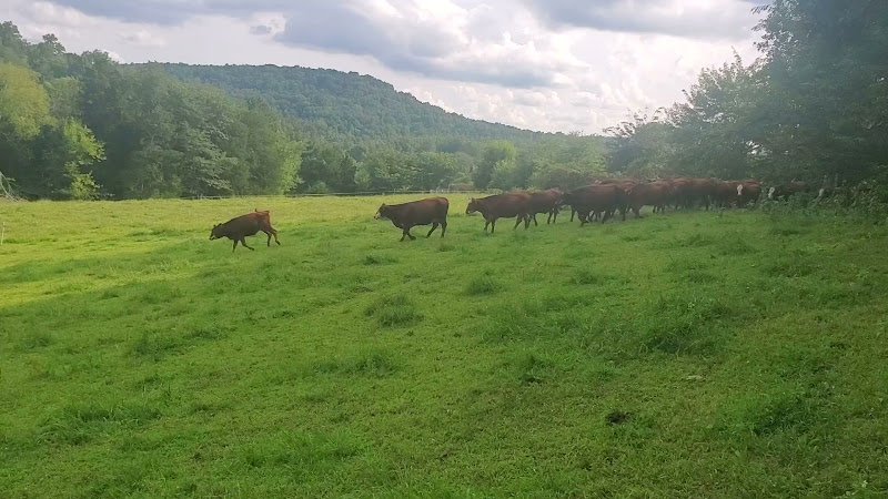 Grass Fed Beef Tennessee