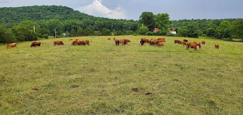 Grass Fed Beef Tennessee photo 2