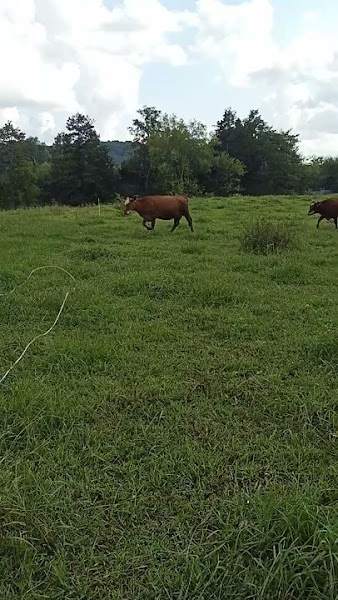Grass Fed Beef Tennessee photo 3