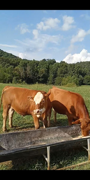 Grass Fed Beef Tennessee photo 4