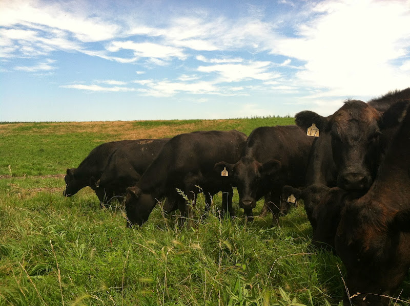Range West Grass Fed Beef