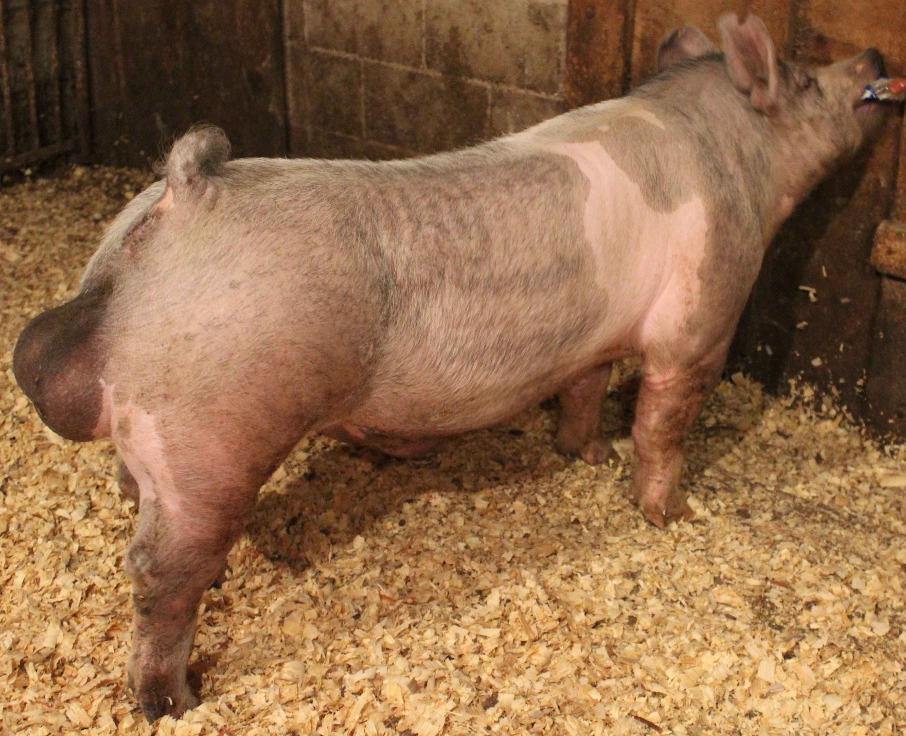 Prater Show Pigs photo 13