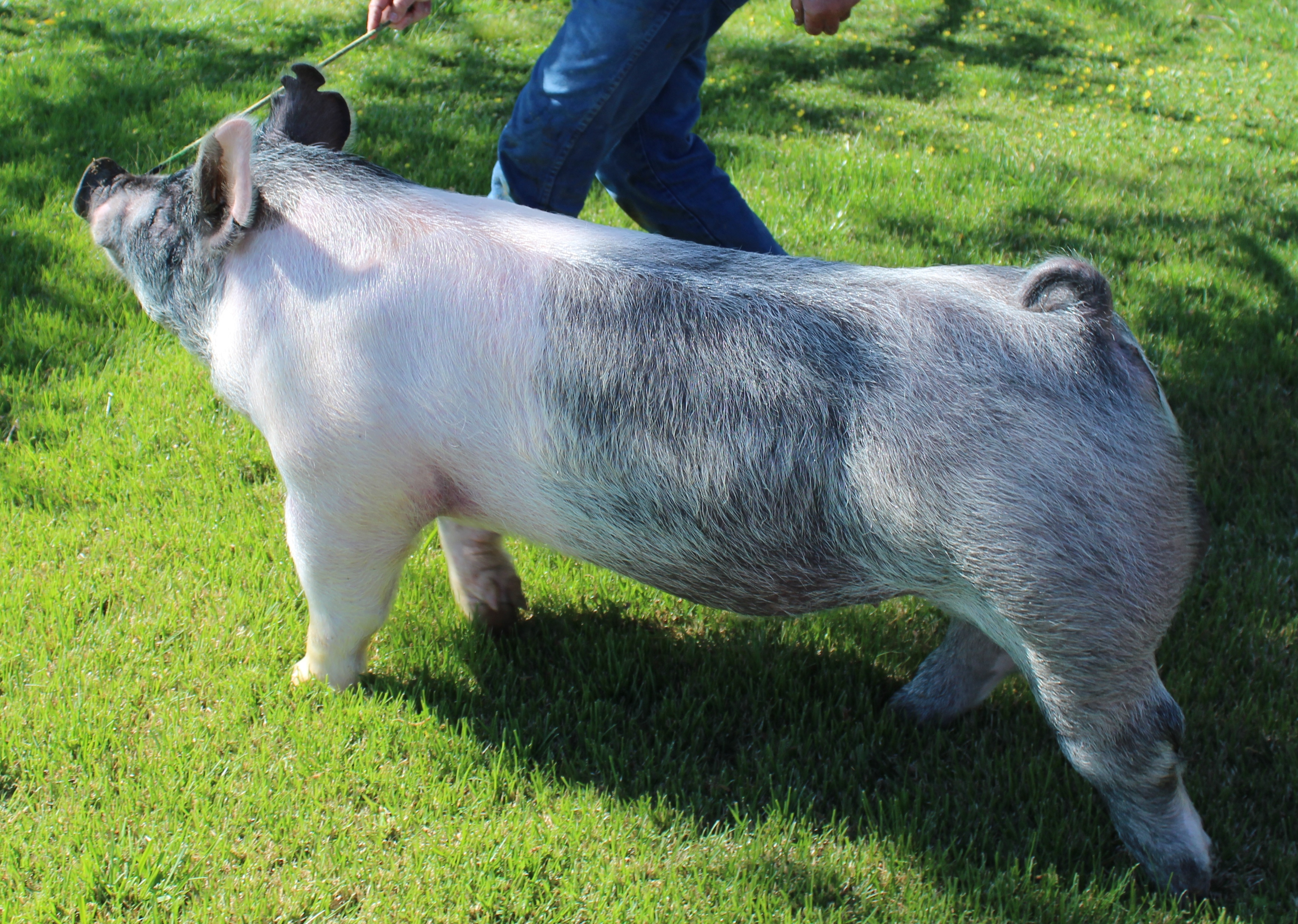Prater Show Pigs photo 14