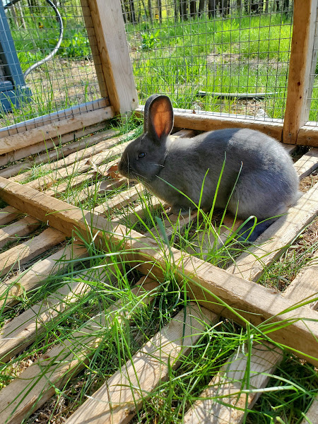 Rocky Oak Farms photo 13