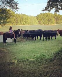 Rocky Oak Farms photo 2