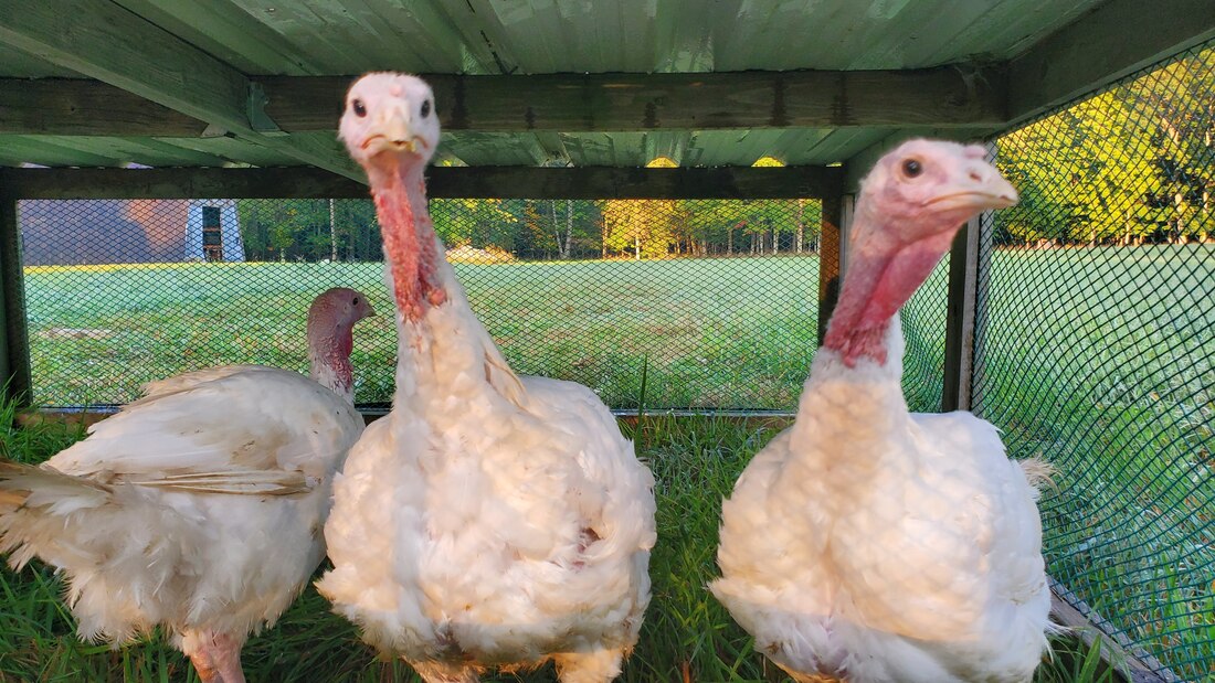 Rocky Oak Farms photo 16