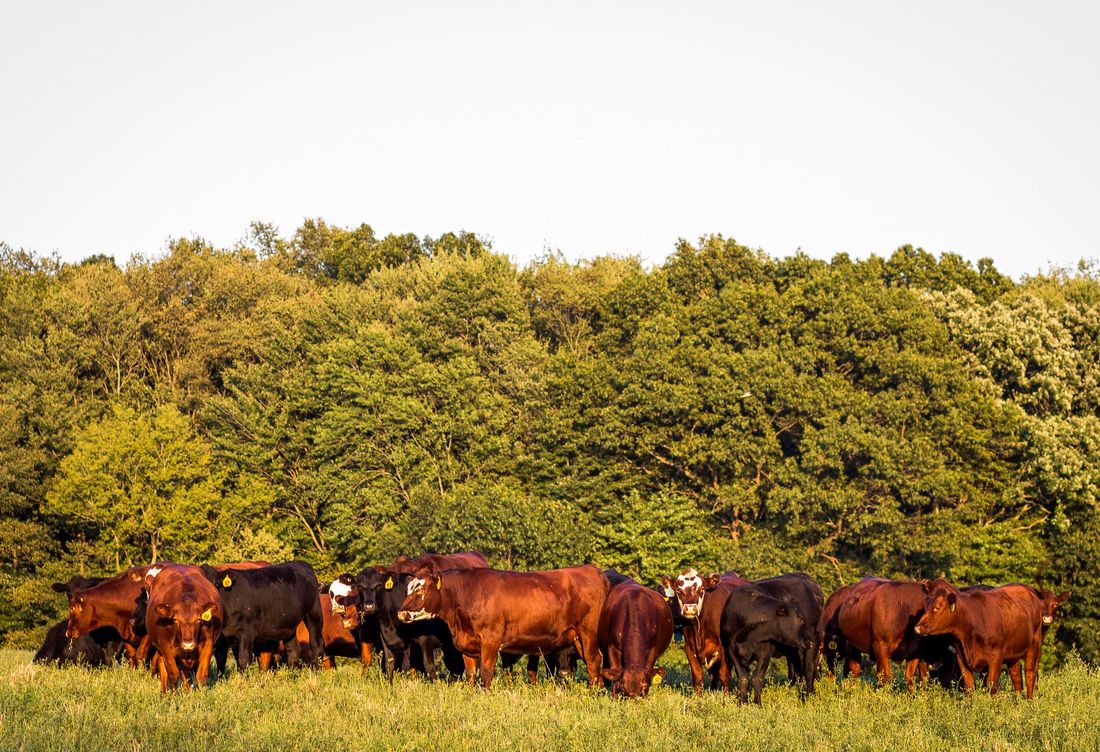 Rocky Oak Farms photo 23