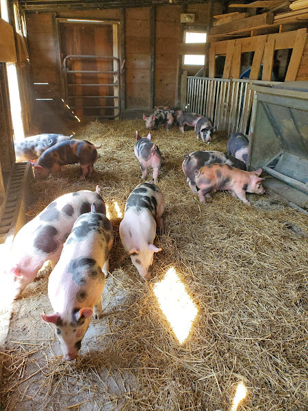 Rocky Oak Farms photo 21