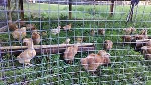 Rocky Oak Farms photo 5