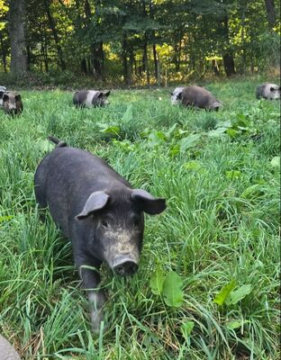 Rocky Oak Farms photo 8