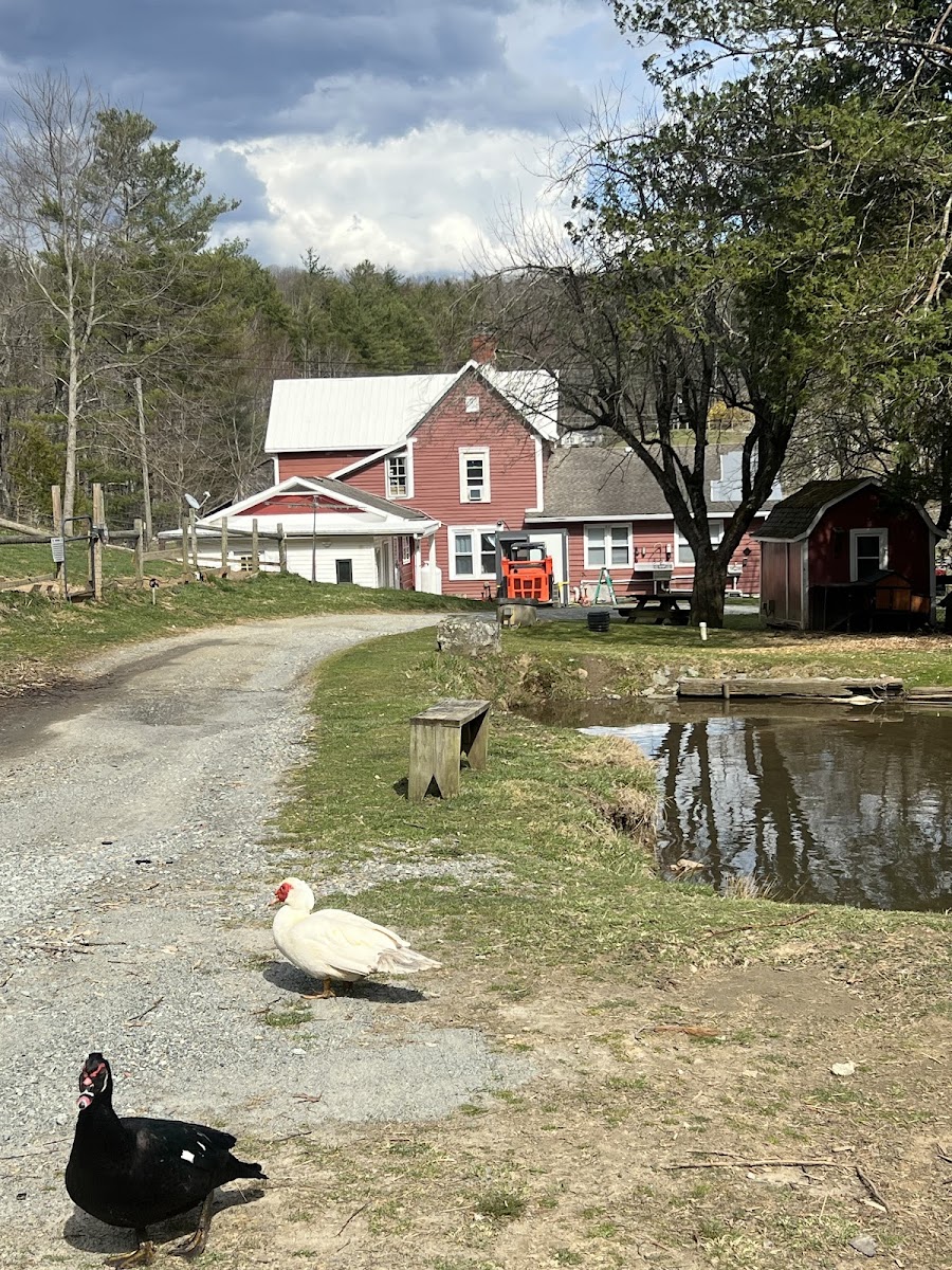 Land of Milk and Honey Farms, LLC photo 2