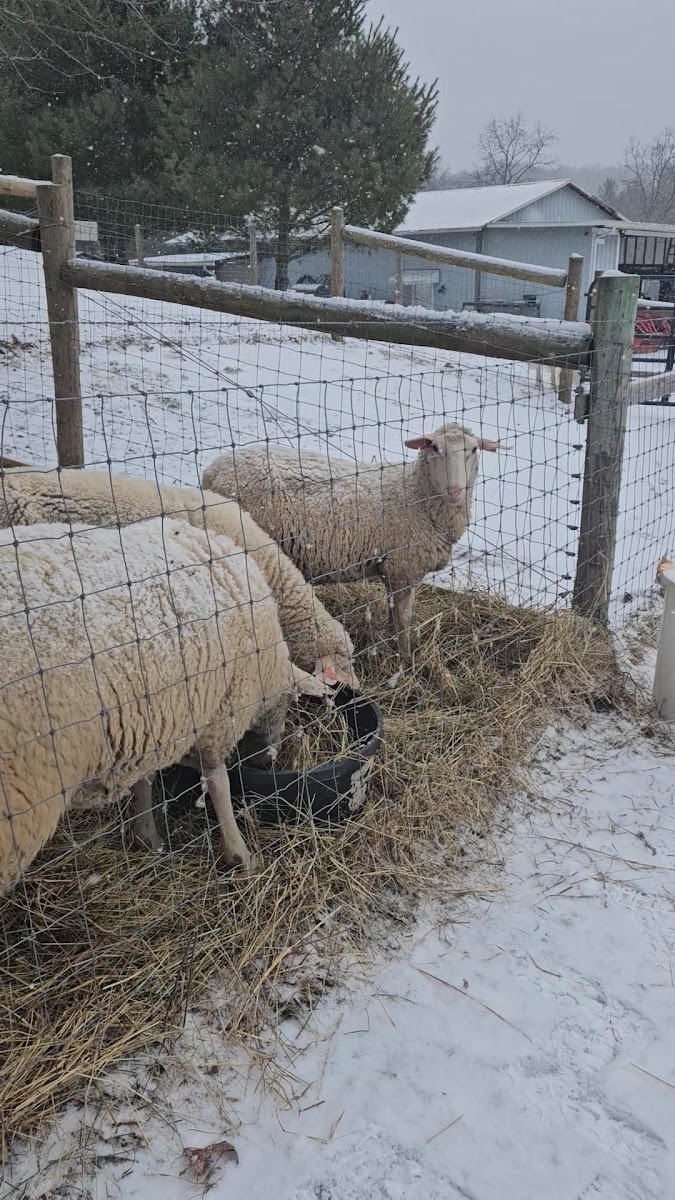 Land of Milk and Honey Farms, LLC photo 4
