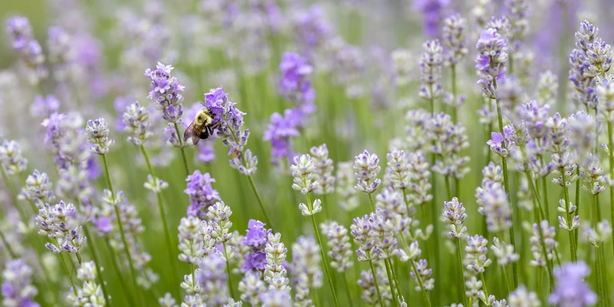 Cape Cod Lavender Farm