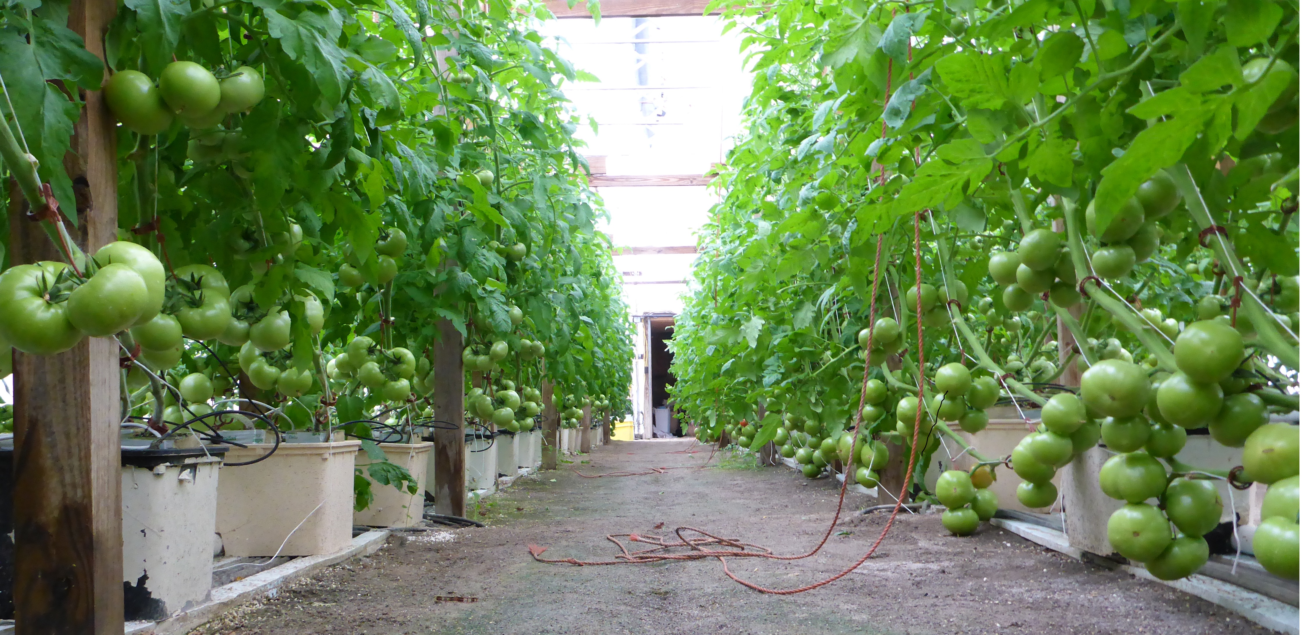 Wishwell Farms photo 3