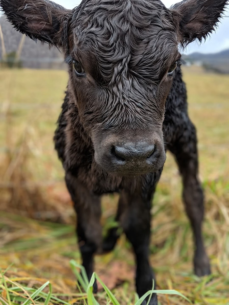 RiverBend Farm photo 4