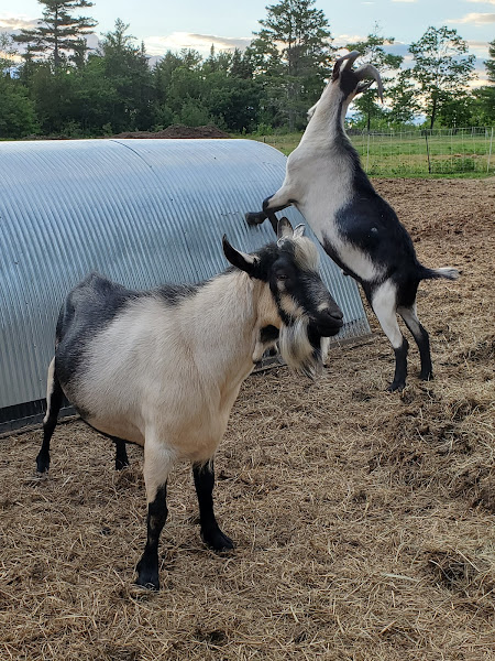 Abraham’s Goat Farm & Creamery photo 2