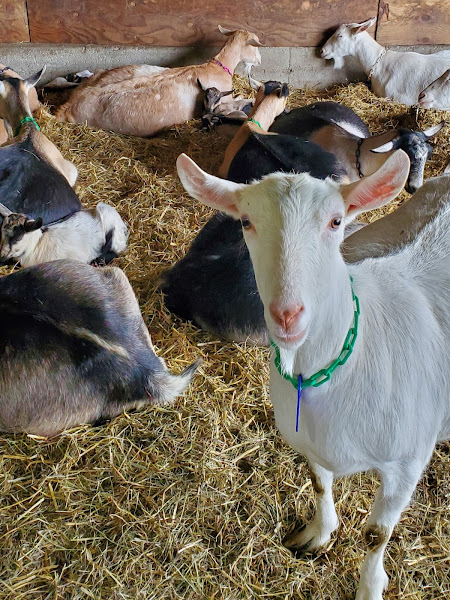 Abraham’s Goat Farm & Creamery photo 10