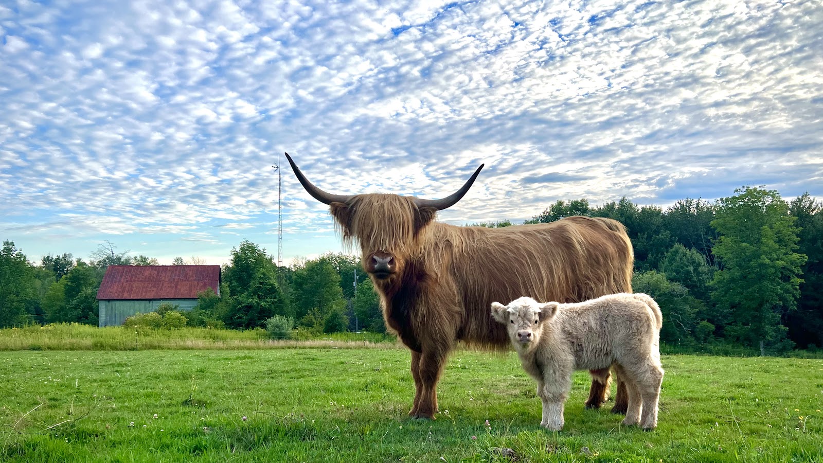 Arlington Farm Market photo 3