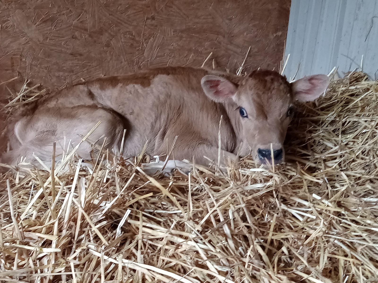 Skyview Farm And Creamery photo 2