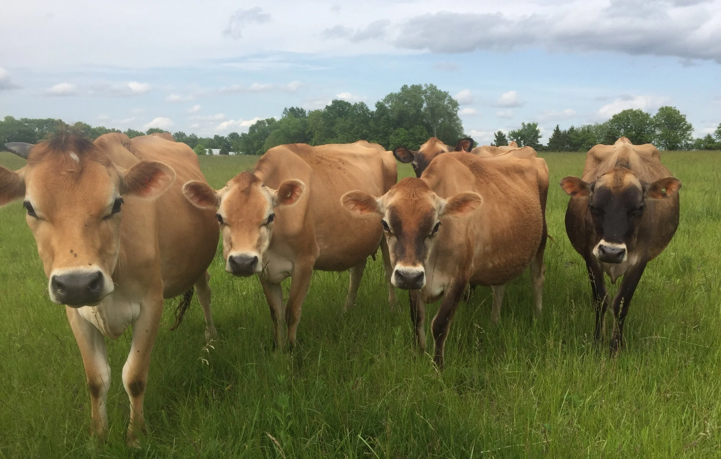 Skyview Farm And Creamery photo 4