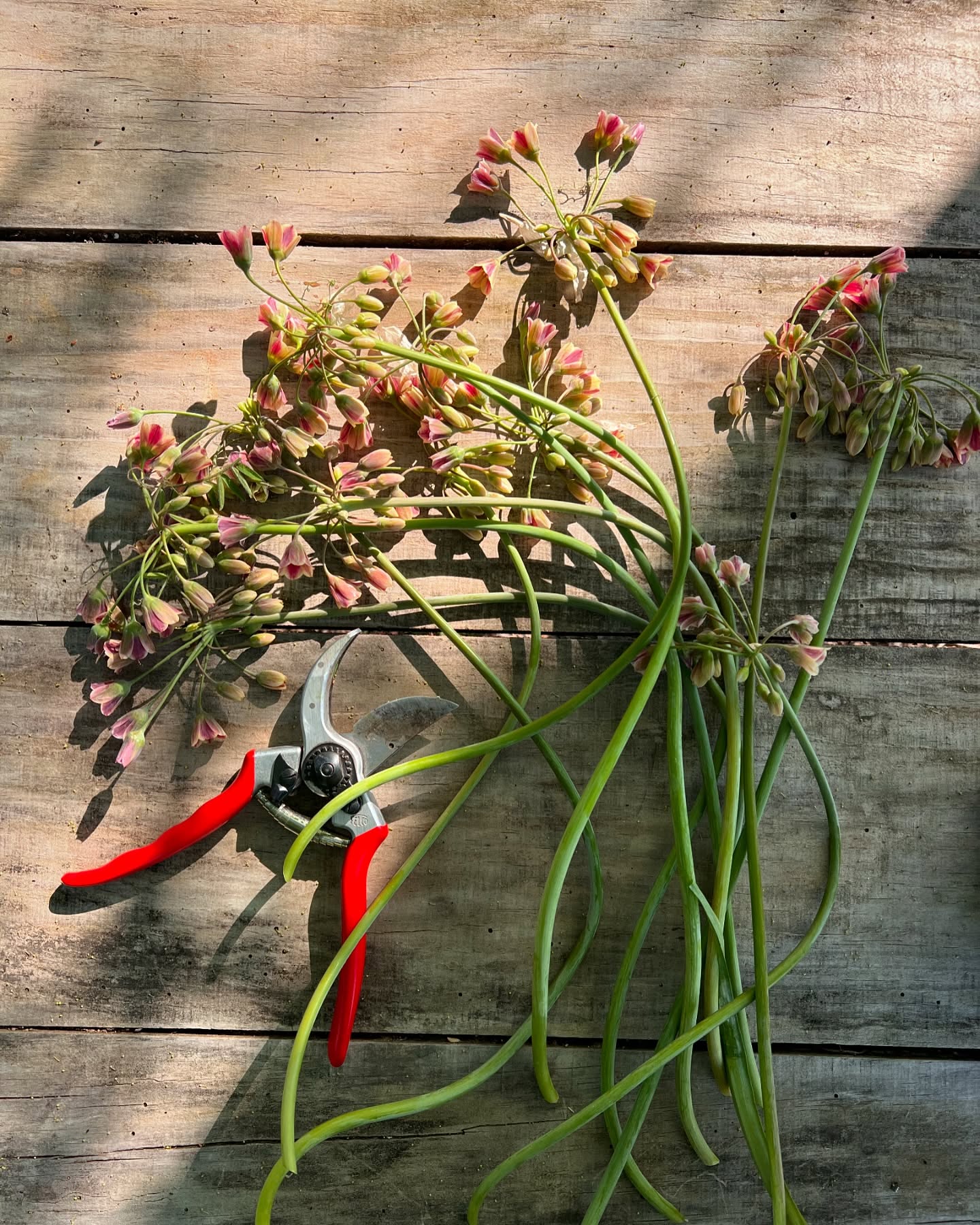 Everlane Flower Co photo 25