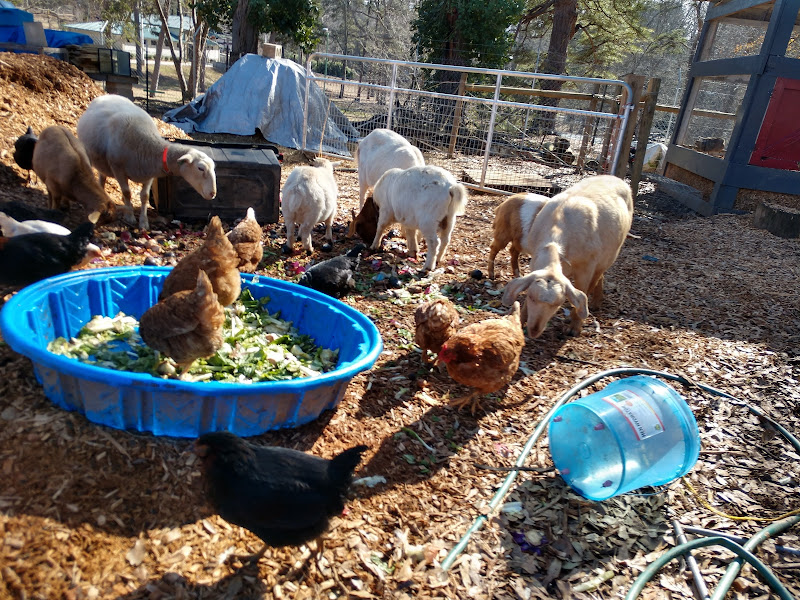 Gilliam's Community Garden