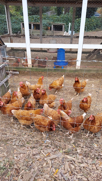 Gilliam's Community Garden photo 2