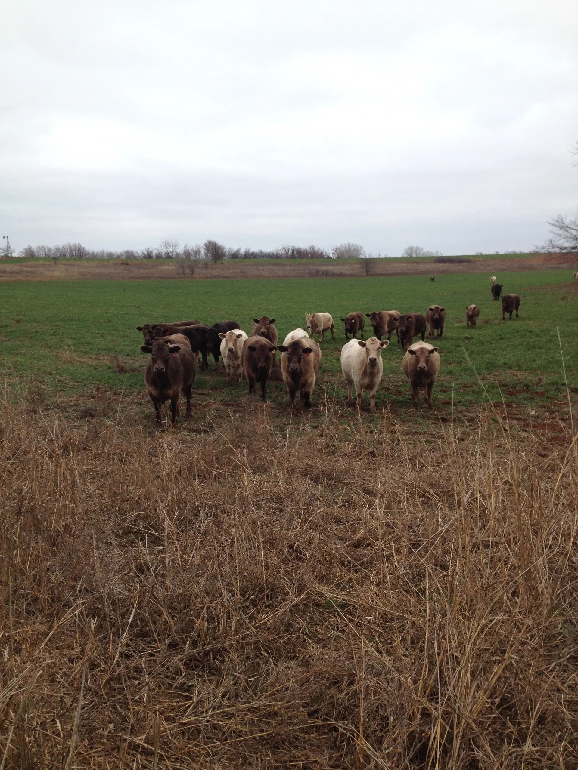 Crispin Murray Grey Grass-Fed Beef photo 3