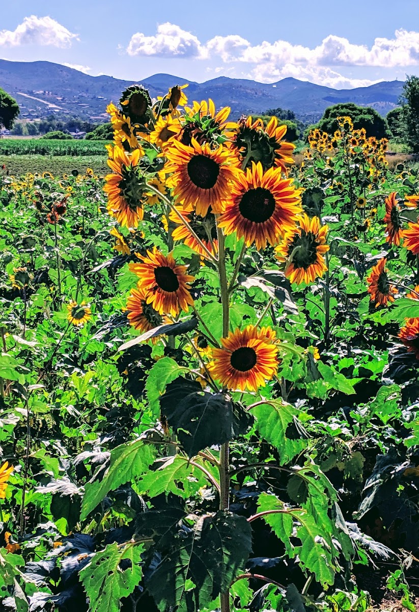 Mortimer Farms photo 28